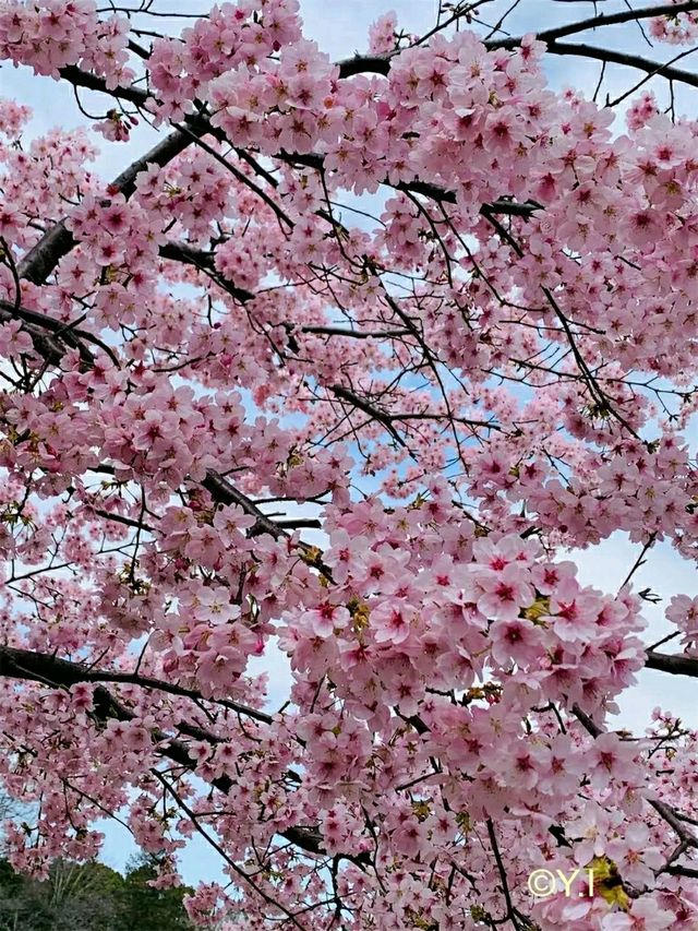 Shuzenji – A Peaceful Escape into Traditional Japan