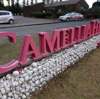 Camellia Hill – A Blooming Sanctuary on Jeju Island