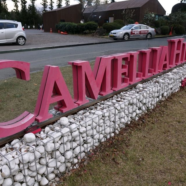 Camellia Hill – A Blooming Sanctuary on Jeju Island