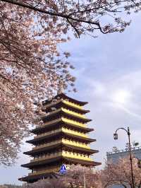 경주 벚꽃 명소들 🌸