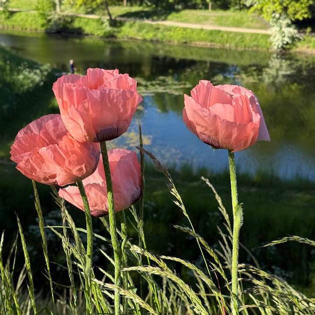 Kastellet: A Scenic Stroll Through Copenhagen’s Historic Fortress 