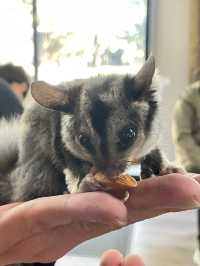 🐾 Warrnambool Wildlife Encounters: A Close-Up Australian Wildlife Experience  