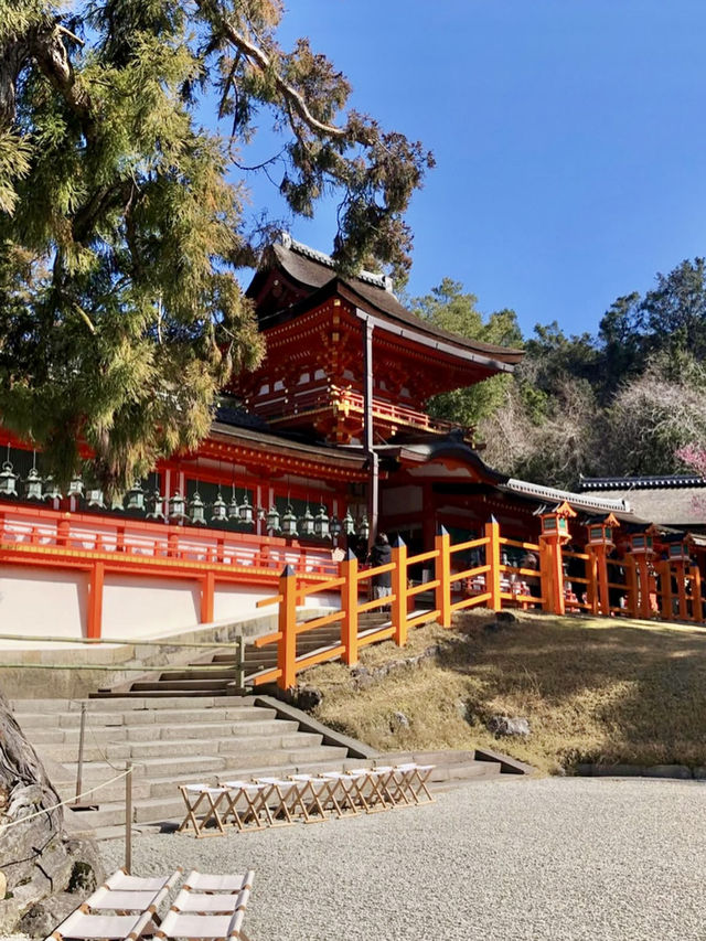 A Peaceful Day at Kasuga Taisha Shrine 🦌