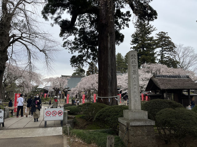 🌸【枝垂櫻與靜心古寺的邂逅】春日私藏景點：水戶大師六地藏寺一日小旅行