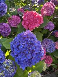 濟州6月繡球花海