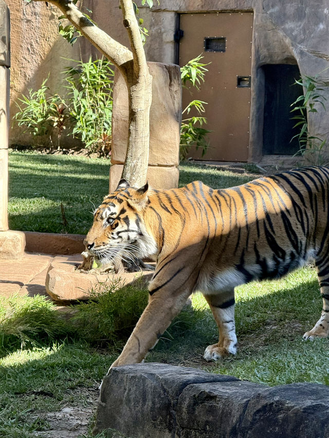Australia Zoo is just a popular choice