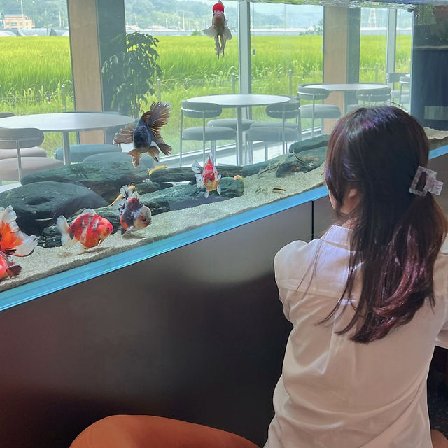 담양에 수족관 카페가 있다니 🐠