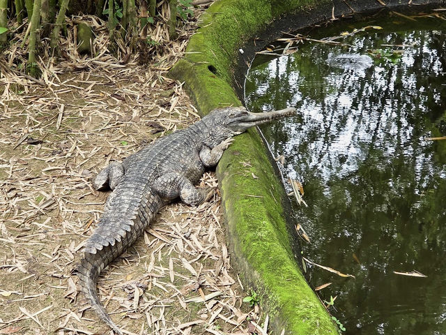 Zoo Negara
