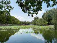 【中国・昆明 翠湖公園】緑と水に癒される昆明の「翠湖公園」