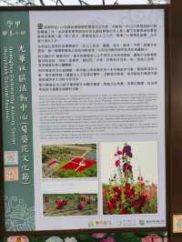 🌺學甲蜀葵花