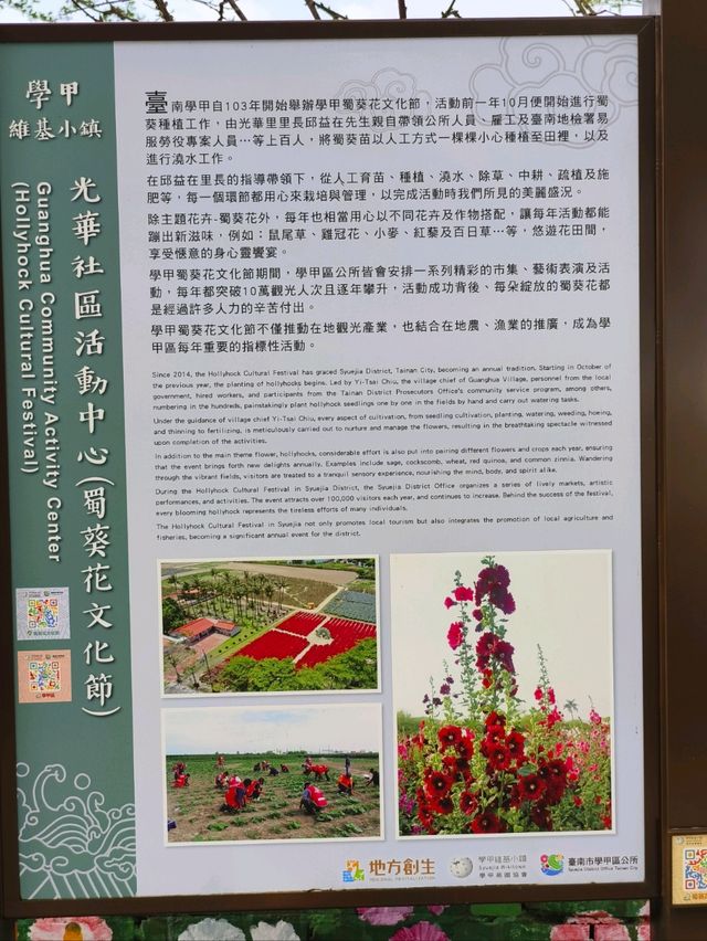 🌺學甲蜀葵花