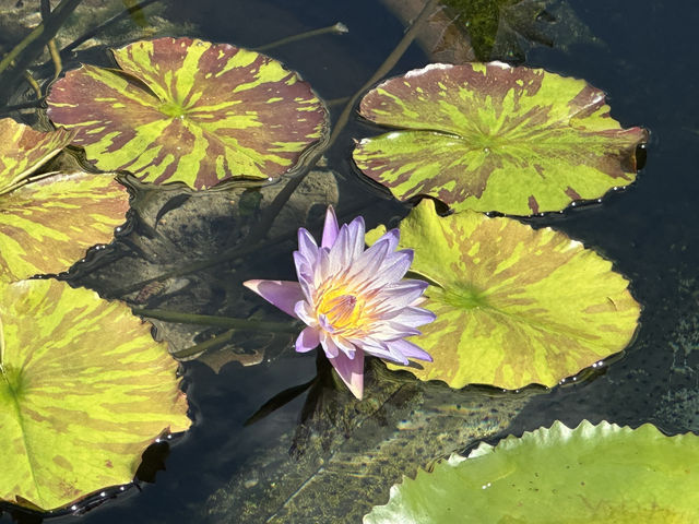 香港好去處 | 賞花 | 志蓮淨苑 | 蓮花