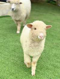 ฟาร์มแกะทุ่งสง (Thung Song Sheep Farm)