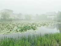 🌫️ 안개낀 날 수국 명소 