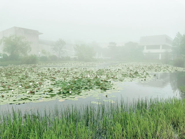 🌫️ 안개낀 날 수국 명소 