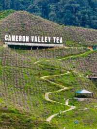 3 Days 2 Nights in Cameron Highlands – Cool Air, Colorful Gardens & Tea Views 🌸🍃