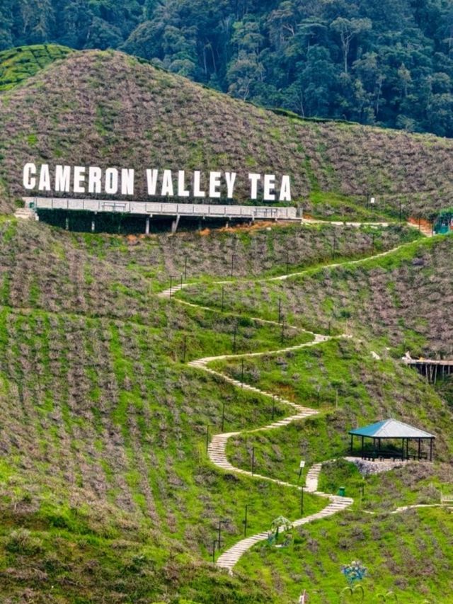 3 Days 2 Nights in Cameron Highlands – Cool Air, Colorful Gardens & Tea Views 🌸🍃