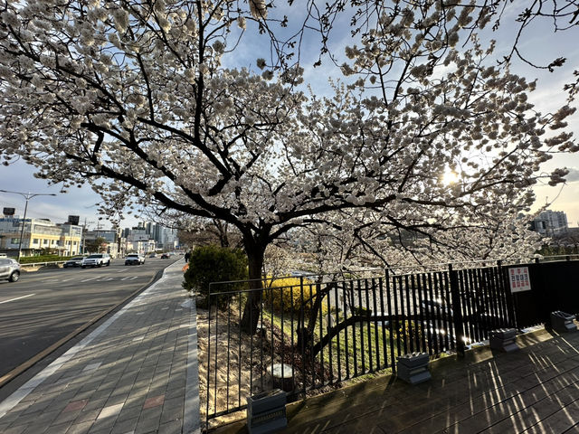 春天流經河畔的樣子🌸 清州無心川櫻花步道的靜謐與浪漫
