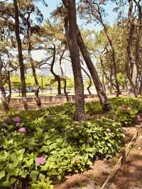 Songnim Park (송림공원), Busan: A Lush Retreat Famous for its Hydrangeas