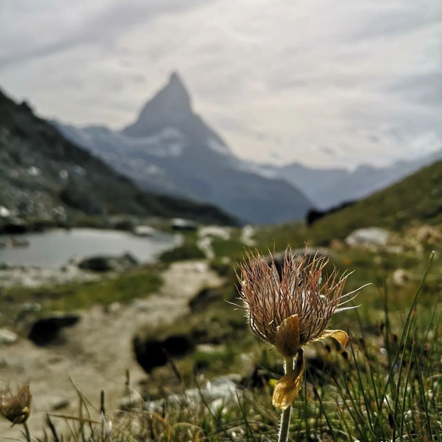 🏔️✨ Summer Weekend at the Matterhorn: Alpine Majesty & Adventure 