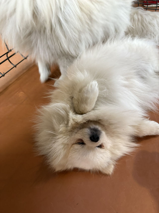 【群馬🐴】世界の名犬牧場で触れ合い放題🐶💕