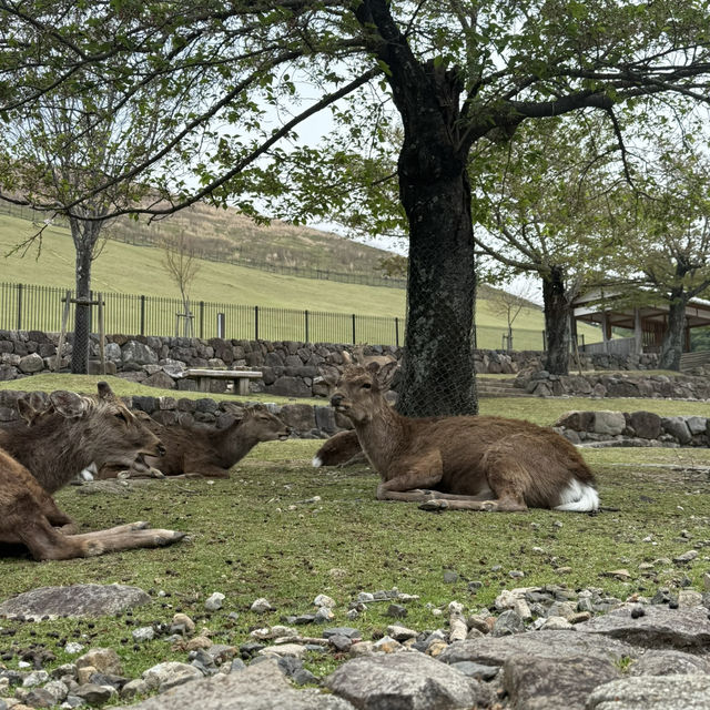 📍Day Trip from Osaka: Nara & Uji ✨