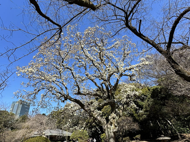 🌸城市中的綠色奇蹟！《新宿御苑》四季皆美的東京祕密花園，賞櫻、避暑、療癒心靈一次到位🍁🌿 