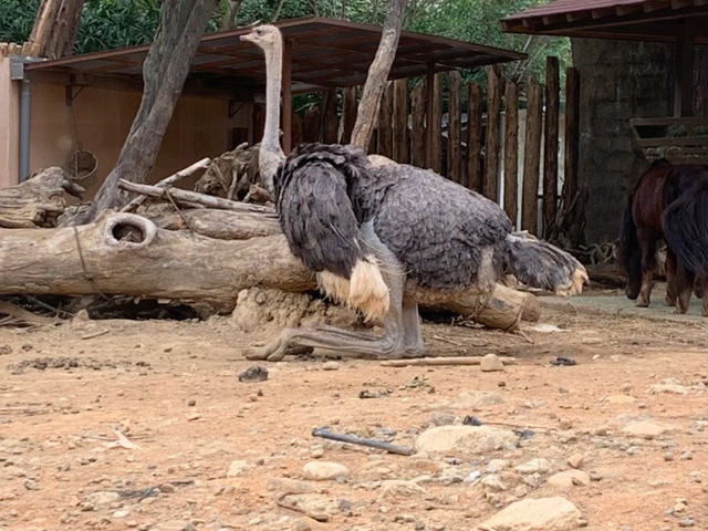 新竹市立動物園：與動物們的悠閒漫步