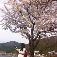 ซากุระบานที่คาวากุจิโกะ 🏔️🌸
