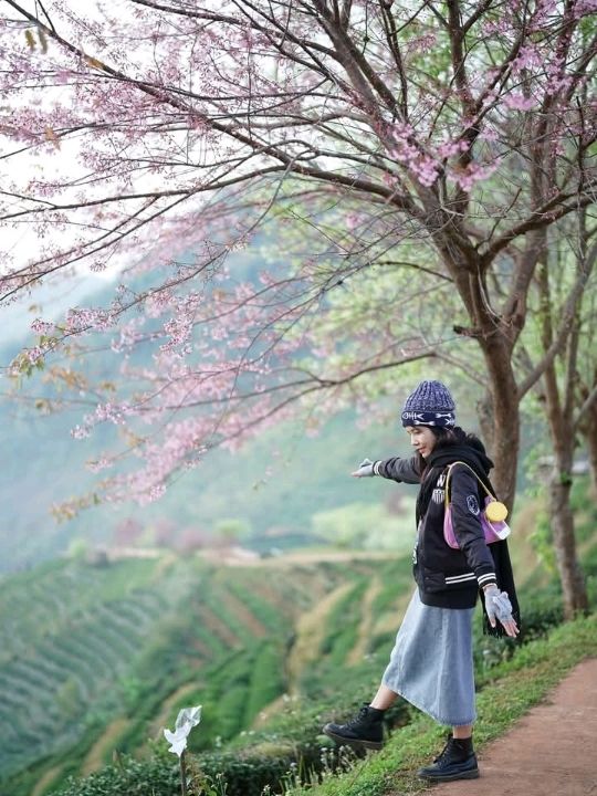 ไร่ชา2000สวยมาก