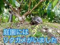 【沖縄/宮古島】ここのマンゴーは絶対食べとかないと!!
