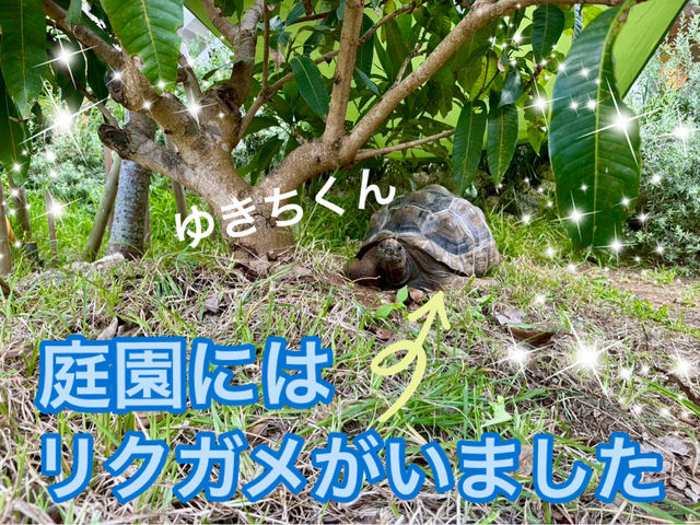 【沖縄/宮古島】ここのマンゴーは絶対食べとかないと!!