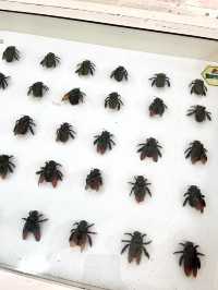 Muzium Lebah Sedunia: A Sweet Spot for Bee Lovers