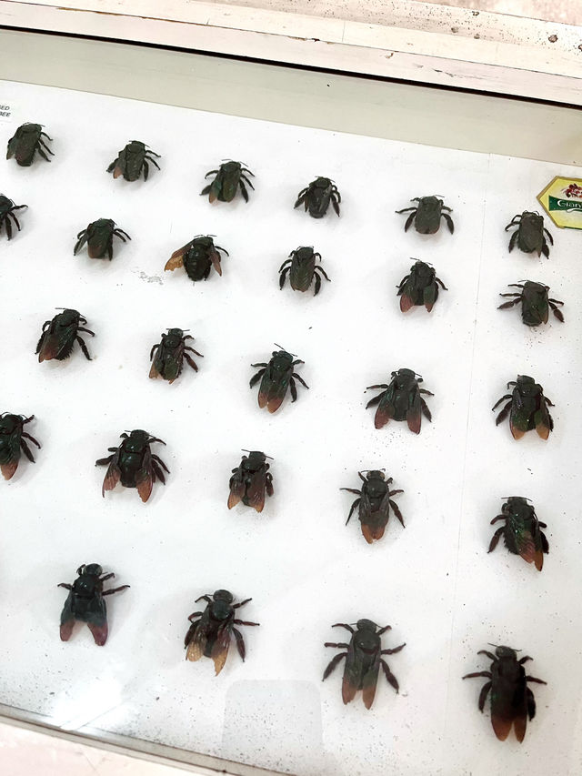 Muzium Lebah Sedunia: A Sweet Spot for Bee Lovers