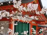 神戶鬧區內的櫻花秘境/生田神社