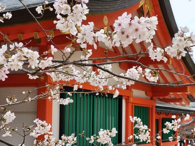 神戶鬧區內的櫻花秘境/生田神社