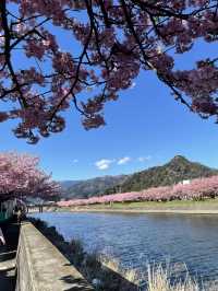 日本河津櫻花季