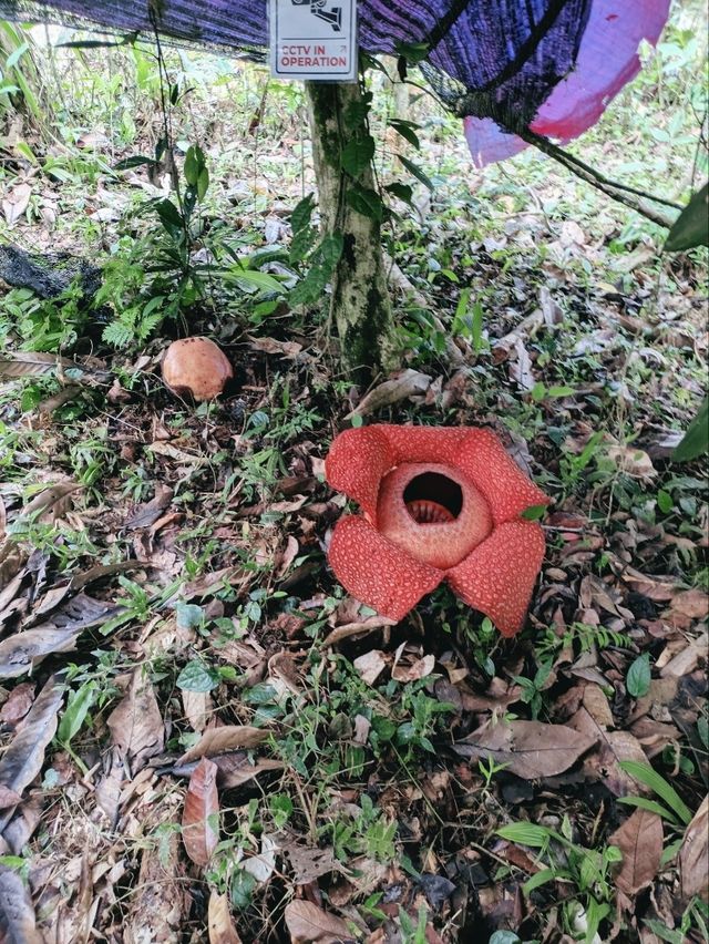 幻の花ラフレシア/どうしたら見れる？