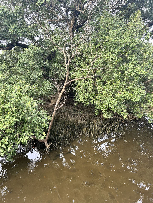 เดินสะพานไม้ สูดกลิ่นป่าชายเลน พระเจดีย์กลางน้ำ 🌿