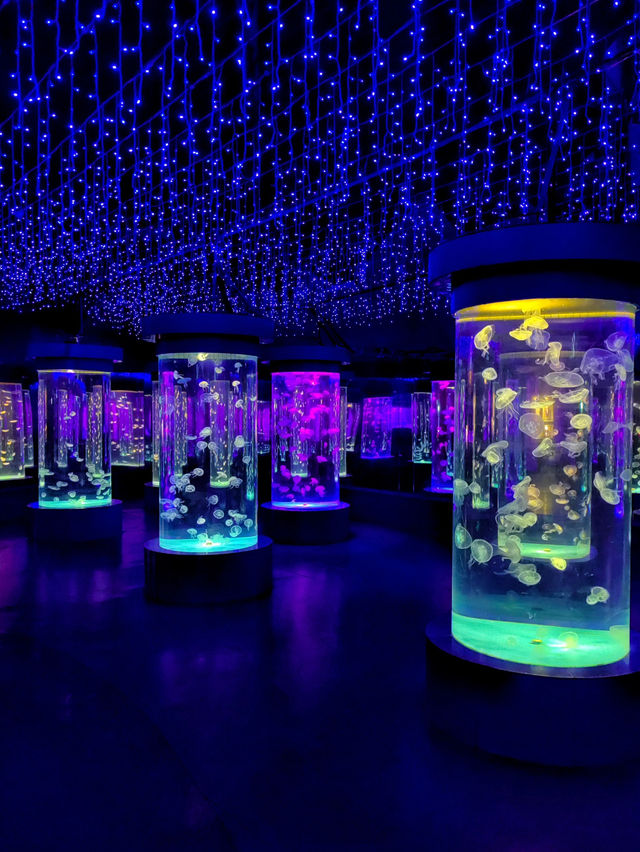 Royal Ocean World 🦈