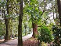 Leaf It All Behind at Batumi Botanical Garden