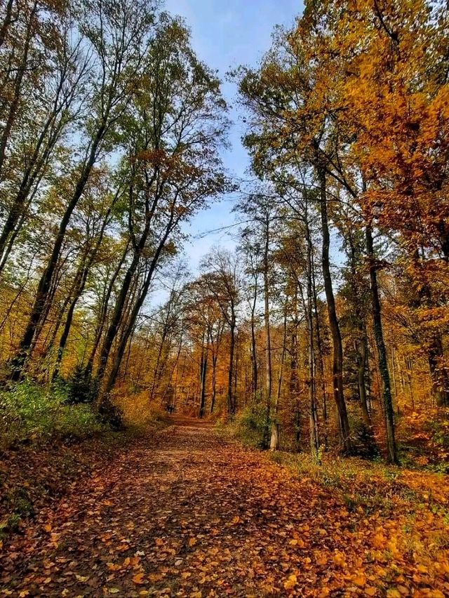 Lainzer Tiergarten, Vienna: A Forest Escape with Wild Charm 