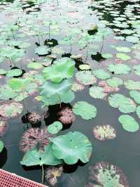 Taman Tasik Cyberjaya: Peaceful Green Escape with Scenic Lakes and Sunset Views