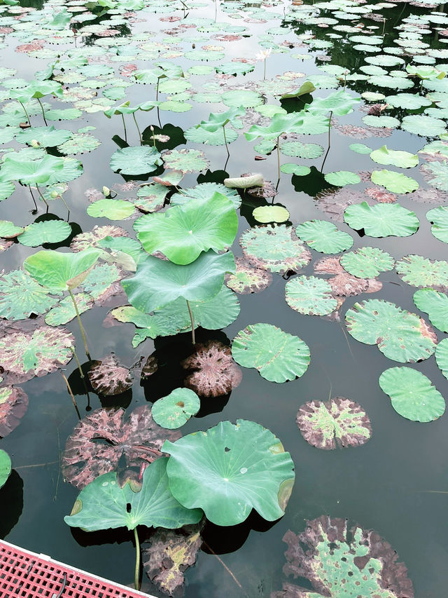 Taman Tasik Cyberjaya: Peaceful Green Escape with Scenic Lakes and Sunset Views