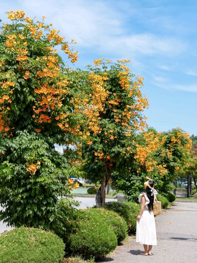 경희대 국제캠퍼스에 능소화가 피는거 아시나요?🧡