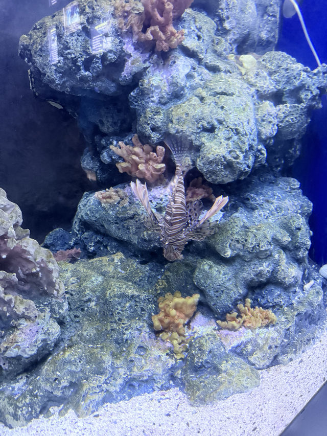 🐙 ดำน้ำไม่เปียกที่สถาบันวิทย์ฯ ทางทะเล 🌊🔬