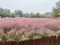 Autumn Palette in Olympic Forest Park: A Symphony of Gold and Blush