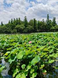BREEZE-RUFFLED LOTUS AT QUYUAN · NATURE’S PERFUMED THEATER