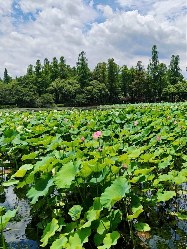 BREEZE-RUFFLED LOTUS AT QUYUAN · NATURE’S PERFUMED THEATER
