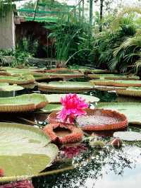 Blush of Serenity: Most Beautiful Secret Garden on One U Rooftop